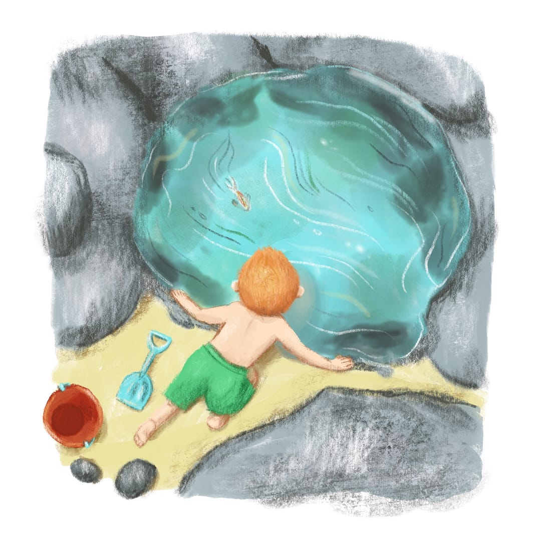 Rock Pool illustrated by Emily House